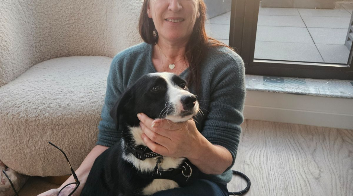 Chiens à adopter